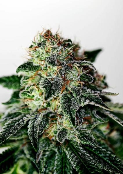 Mystic Cookie Auto 3+1